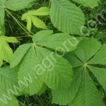 Саженцы каштана