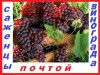 Саженцы винограда десертных комплексно-устойчивых столовыхсортов