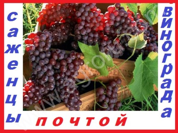 Саженцы винограда десертных комплексно-устойчивых столовыхсортов