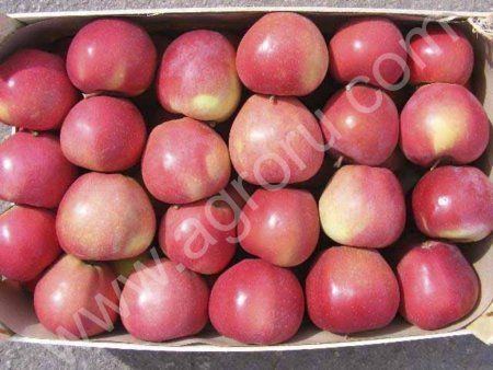 Яблоко красных сортов