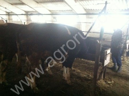 бычки крс на убой от 400кг 60 голов