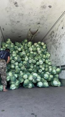 Капуста 1 сорт