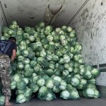 Капуста