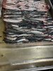 Сельдь тихоокеанская НР 200+