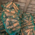 Морковь крупная от 19 см