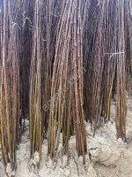 Саженцы сливы производство Сербия