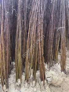 Саженцы сливы производство Сербия