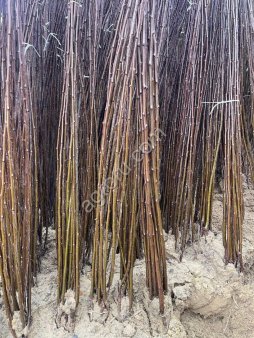 Саженцы сливы производство Сербия