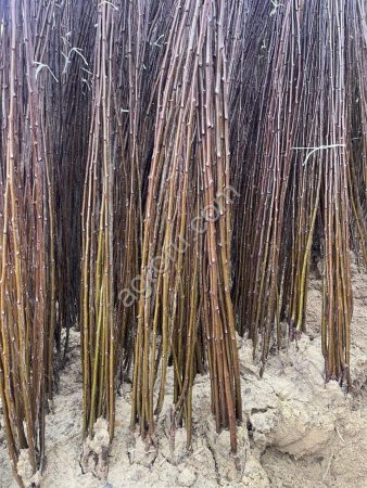 Саженцы сливы производство Сербия