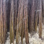 Саженцы сливы производство Сербия