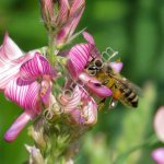 Эспарцет Михайловский 5 (РС-2)