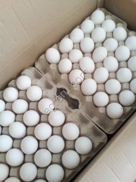 тахианы өндөг яйцо куриное