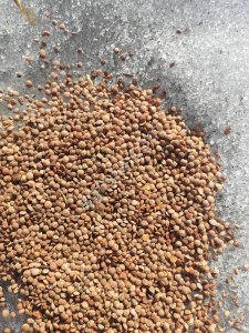 Чечевица красная