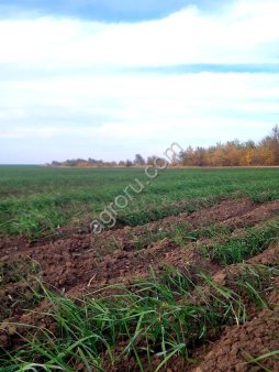 земельные участки в Волгоградской области общей площадью - 1500 га паш