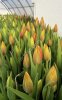 Тюльпаны сорта: Strоng lоvе, Strоng gоld
