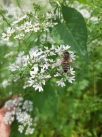 Кориандр, пряность, ГОСТ
