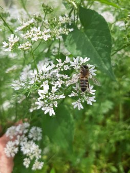 Кориандр, пряность, ГОСТ