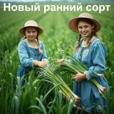 Семена лук батун ранний Доминатор