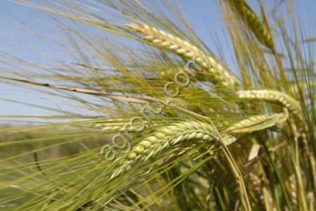 Семена ячменя ярового