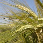 Семена ячменя ярового