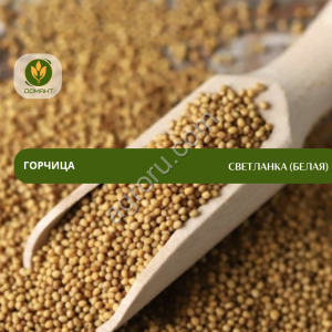 Семена горчицы Светланка (белая)