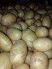 Картофель, некондиционный