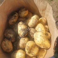 Картофель оптом