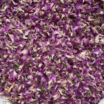 Роза чайная крымская