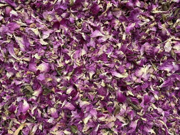 Роза чайная крымская