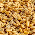 Пшеница твердая 4-5 классы