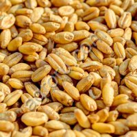 Пшеница твердая 4-5 классы