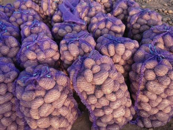 Картофель