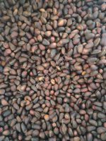 Кедровый орех