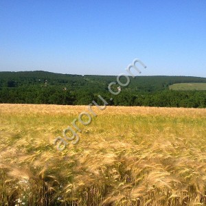 Земля сельхозназначения