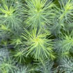 Сеянцы Ели ЗКС