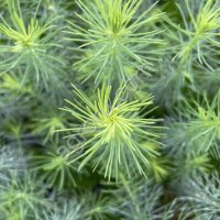 Сеянцы Ели ЗКС