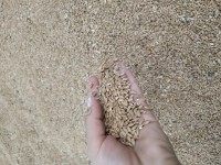 пшеницу фураж