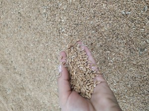 пшеницу фураж