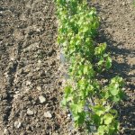 Виноград саженцы