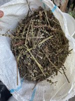 Трава пустырника