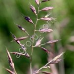 Овсяница красная Максима 1 (РС2)