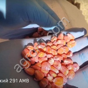 Гибриды семян кукурузы Краснодарский 291 АМВ F1 ФАО 290