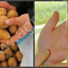 Элитные семена картофеля, картофель семенной