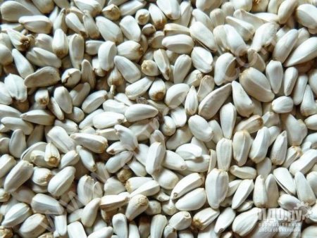 Семена Сафлора Астраханский-747 элита