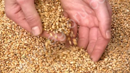 Пшеница 3 класса