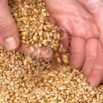 Пшеница 3 класса