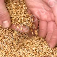 Пшеница 3 класса