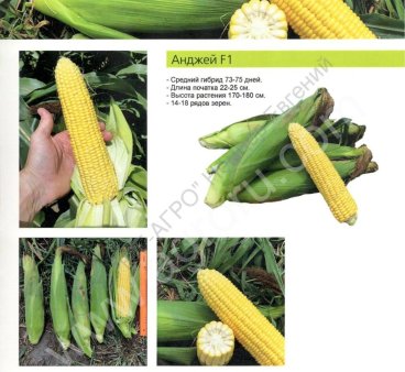 Семена сладкой кукурузы Анджей F1 «SOTO SEEDS», Switzerland