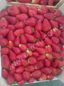 СВЕЖАЯ КЛУБНИКА