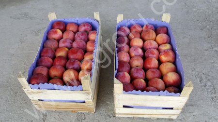 Яблоки сорта Флорина